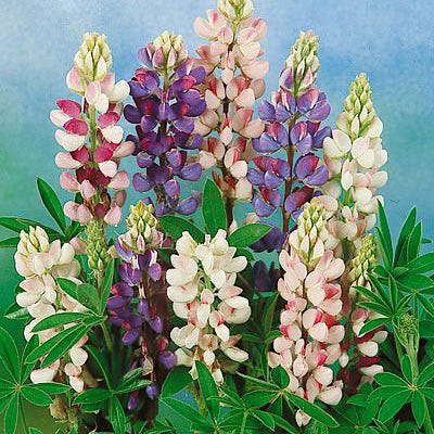 Pixie Delight Dwarf Lupine Seed Mix - Image 2