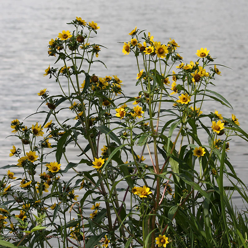 Nodding Bur Marigold Seeds - Image 2