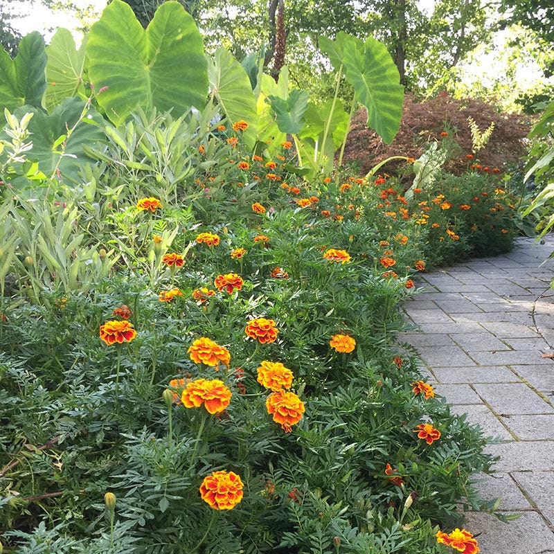 Sparky Marigold Seed Mix - Image 3