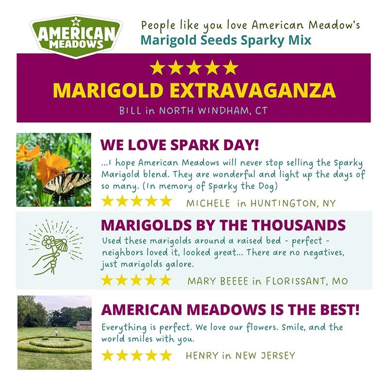 Sparky Marigold Seed Mix - Image 4