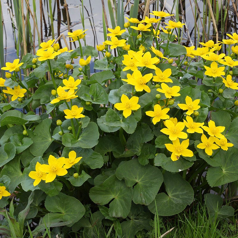Marsh Marigold Seeds - Image 2