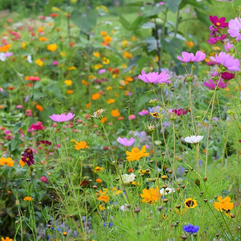 Maryland Select Wildflower Seed Mix - Image 2