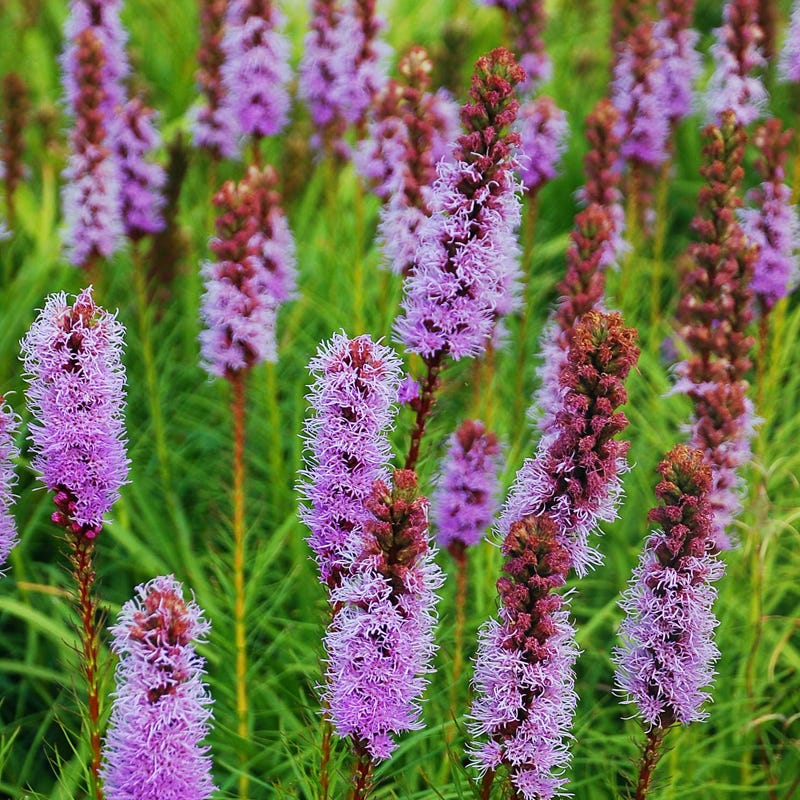 Meadow Blazing Star Seeds - Image 3