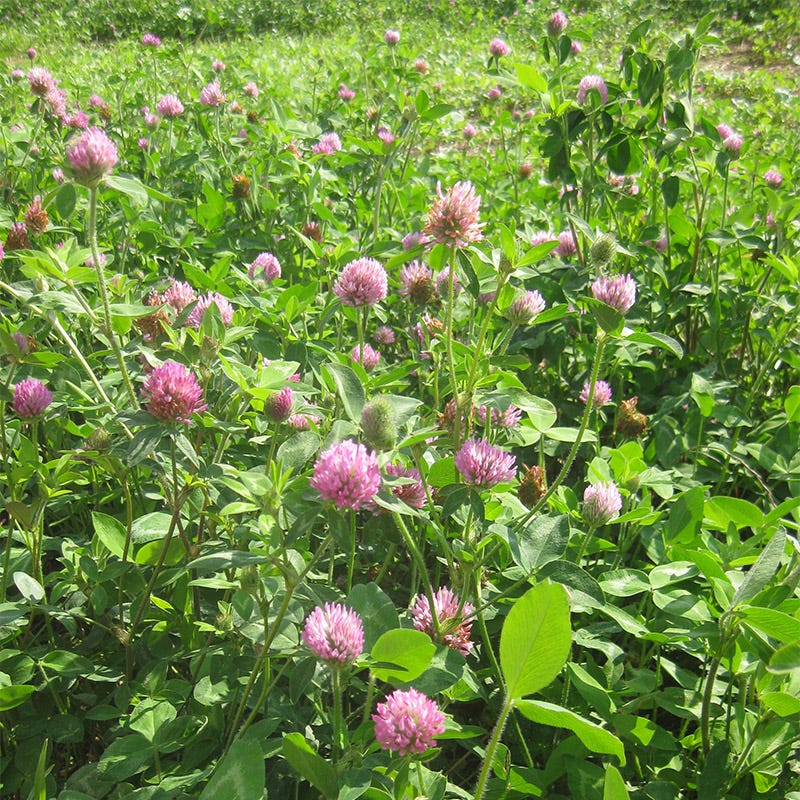 Medium Red Clover Seeds - Image 5