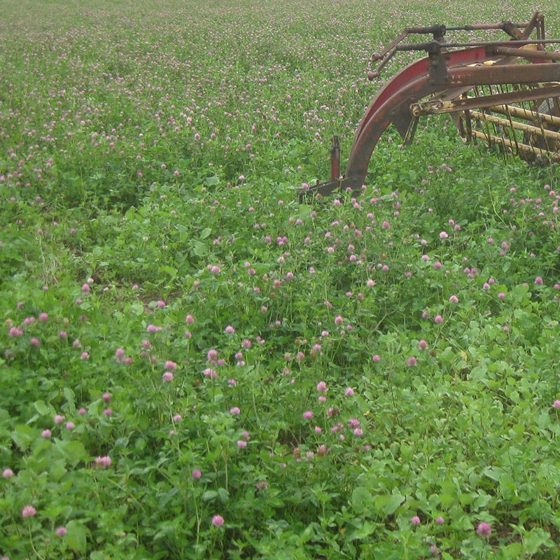 Medium Red Clover Seeds - Image 8