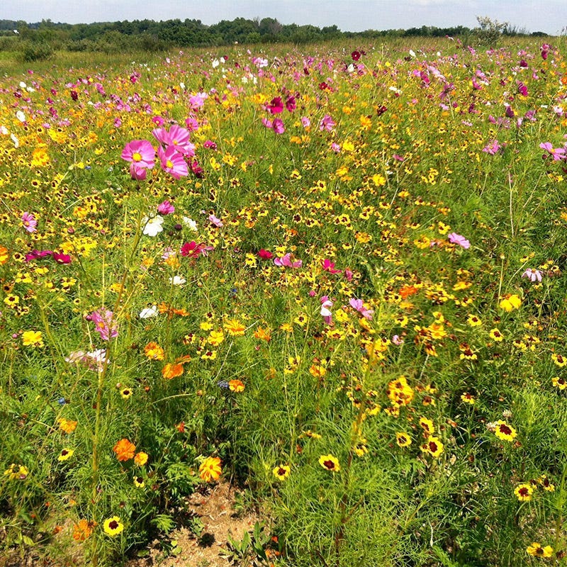 Michigan Select Wildflower Seed Mix - Image 2