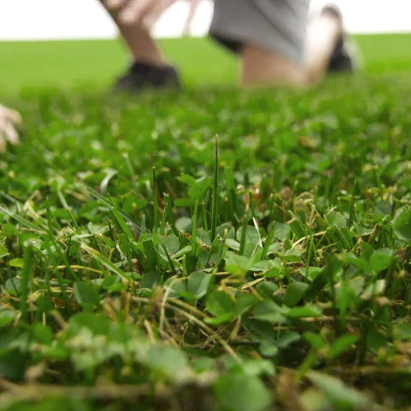 Microclover® Seed - The Original Low-Maintenance Lawn - Image 3