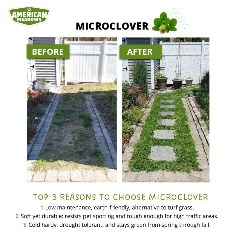 Microclover® Seed - The Original Low-Maintenance Lawn - Image 5