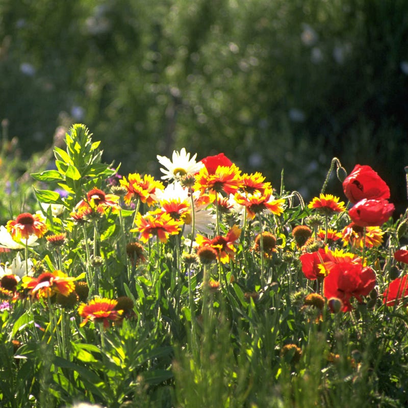 Midwest Pollinator Wildflower Seed Mix - Image 11