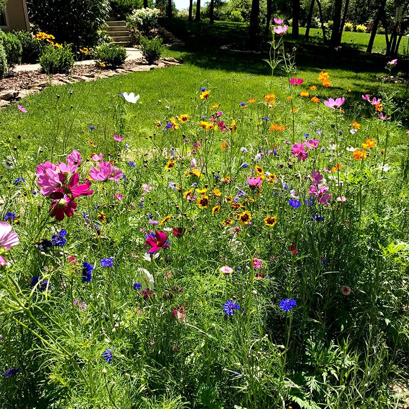 Midwest Pollinator Wildflower Seed Mix - Image 7