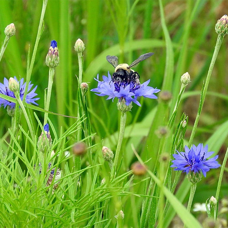 Midwest Pollinator Wildflower Seed Mix - Image 8