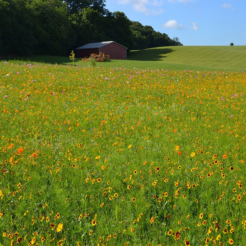 Midwest Select Wildflower Seed Mix - Image 9