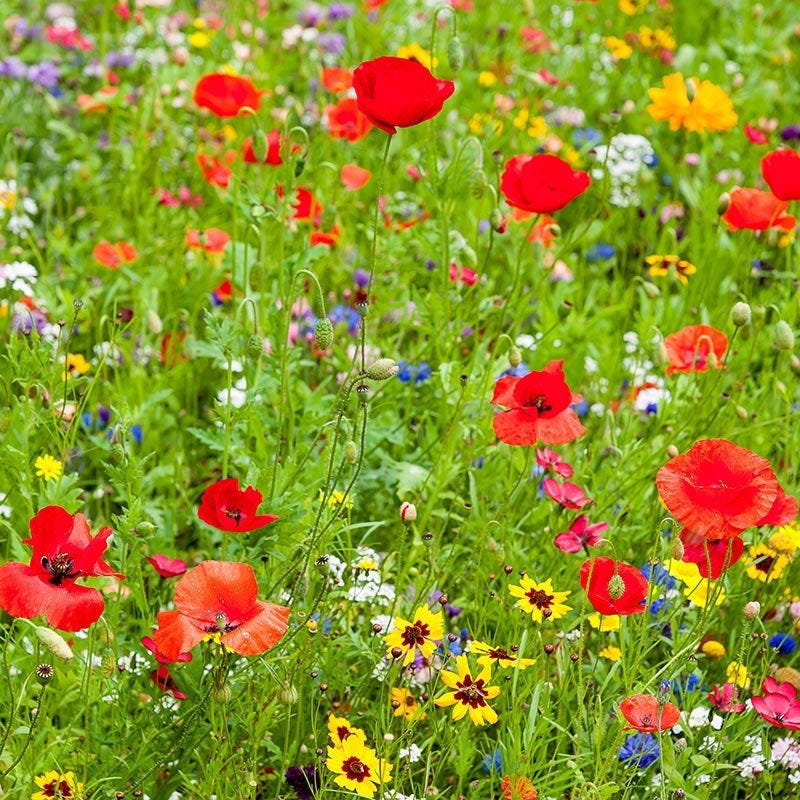 Minnesota Select Wildflower Seed Mix - Image 2