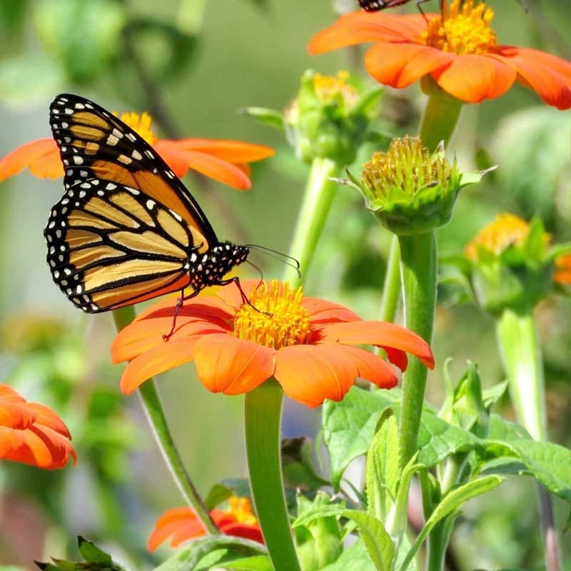 Monarch Butterfly Wildflower Seed Mix - Image 3