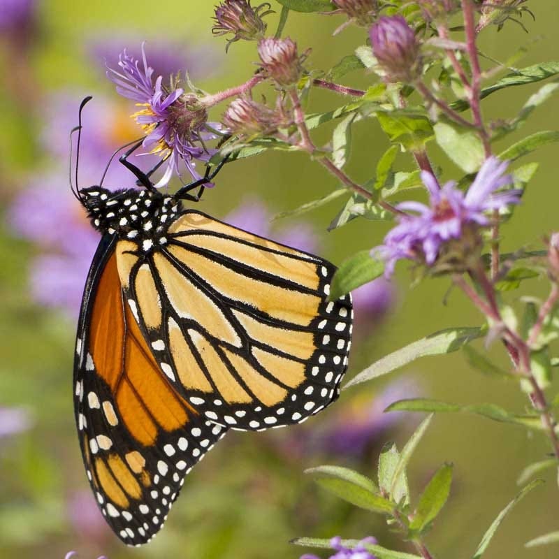 Monarch Butterfly Wildflower Seed Mix - Image 7