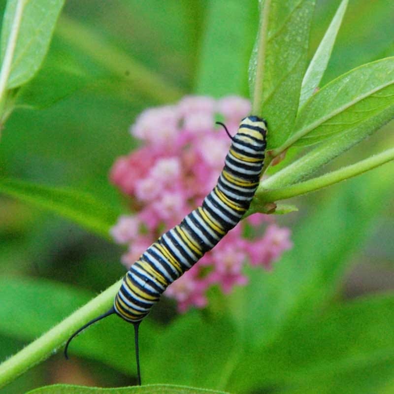 Monarch Butterfly Wildflower Seed Mix - Image 8