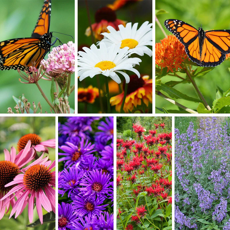 Monarch Magnet Pre-Planned Garden - Image 2