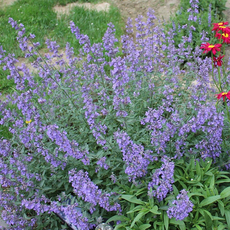Monarch Magnet Pre-Planned Garden - Image 8