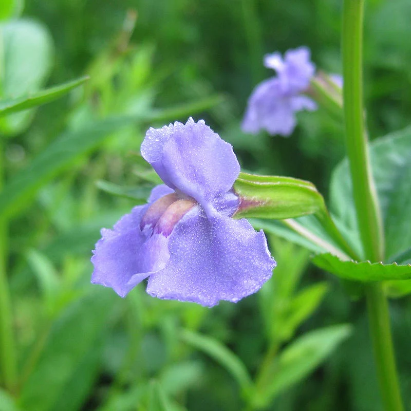 Monkey Flower Seeds - Image 2
