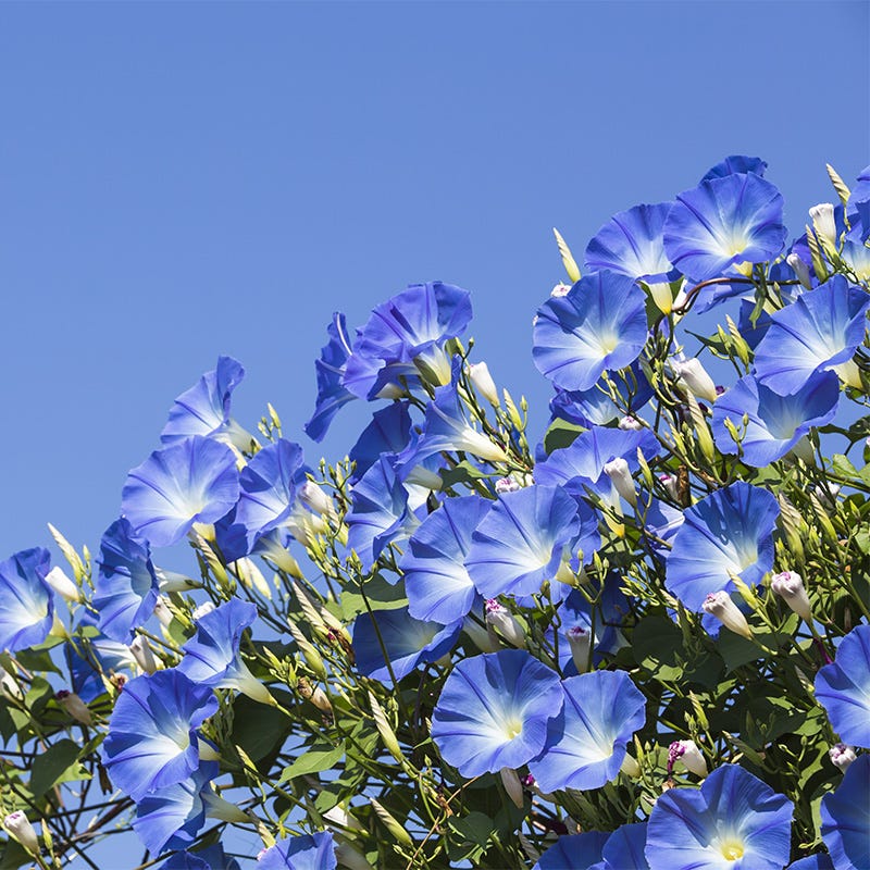 Heavenly Blue Morning Glory Seeds - Image 3