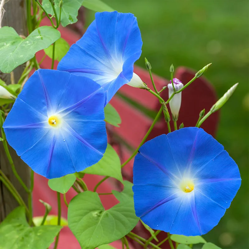 Heavenly Blue Morning Glory Seeds - Image 4
