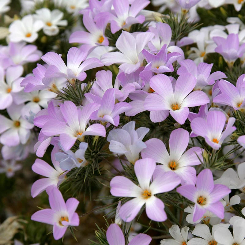 Mountain Phlox Seeds