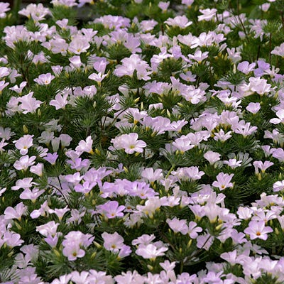 Mountain Phlox Seeds - Image 2