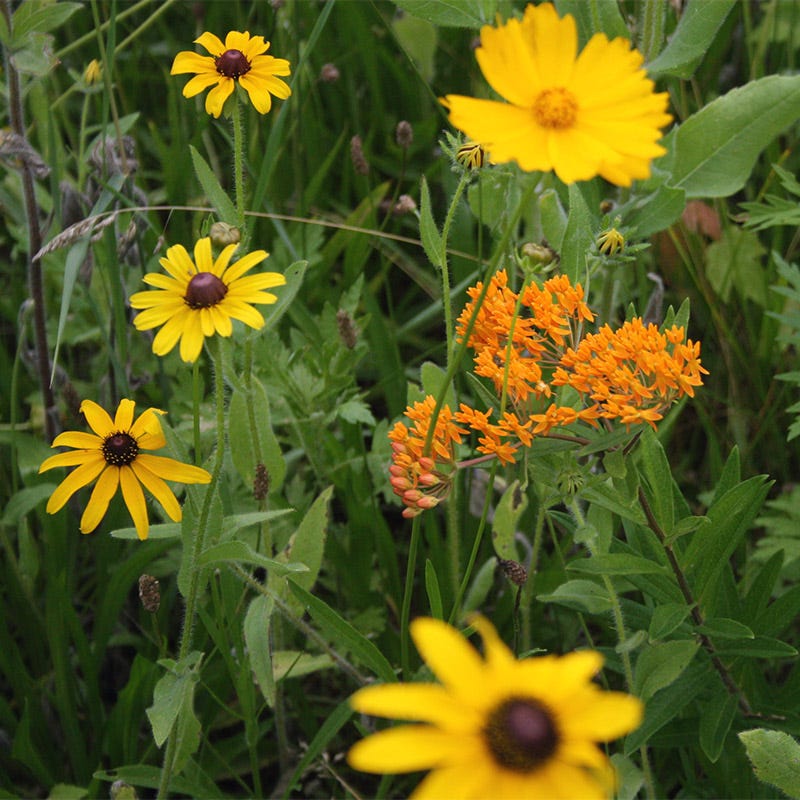 Native Northeast Wildflower Seed Mix - Image 7