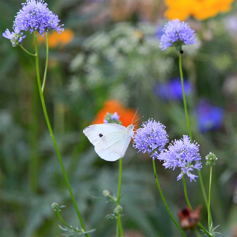 Native Pacific Northwest Wildflower Seed Mix - Image 5