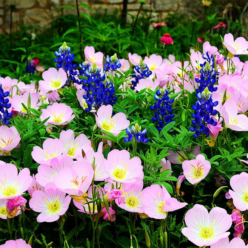 Native Southwest Wildflower Seed Mix - Image 3