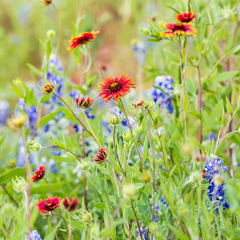 Native Western Xeriscape Wildflower Seed Mix - Image 3