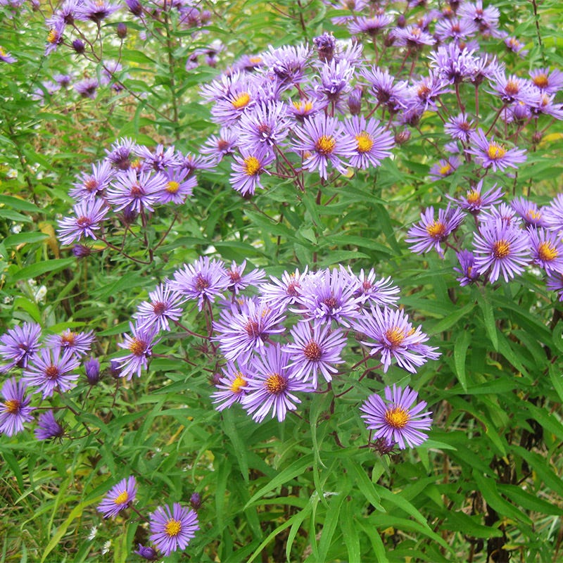 New England Aster Seeds - Image 2