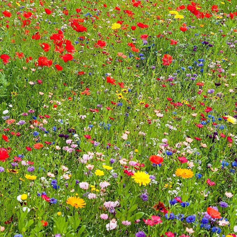 New Hampshire Select Wildflower Seed Mix - Image 2