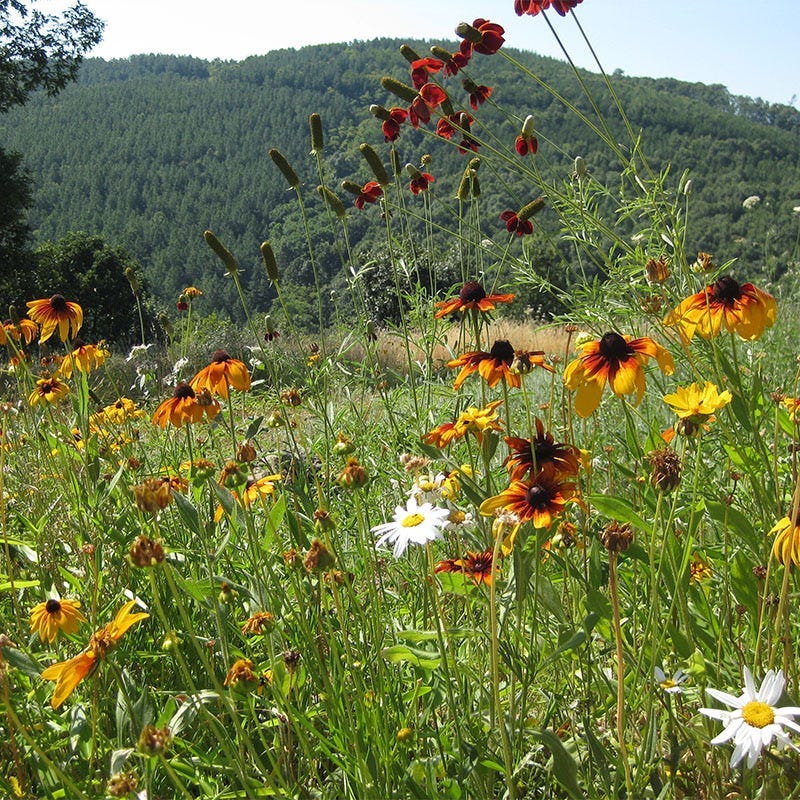 New Mexico Select Wildflower Seed Mix - Image 2