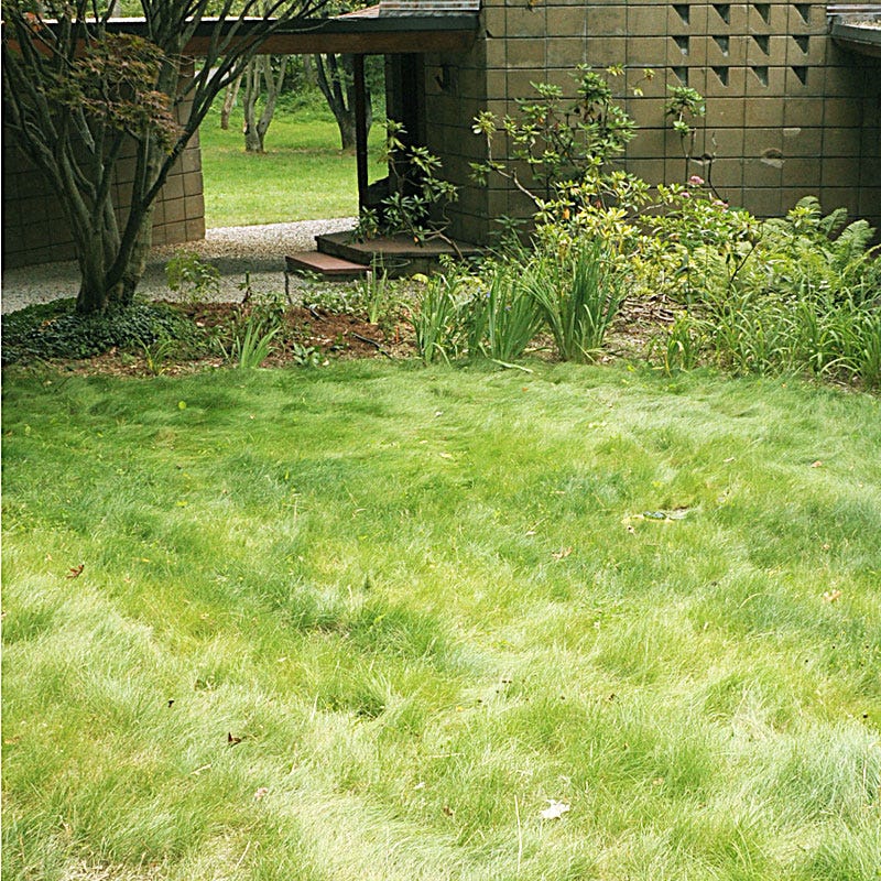 No Mow Lawn Grass Seed - Image 3