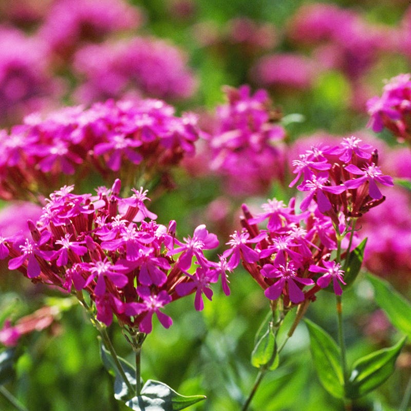 None so Pretty or Catchfly Seeds - Image 3