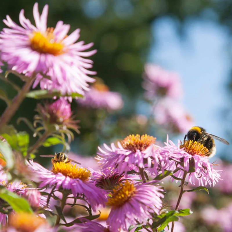 Northeast Pollinator Wildflower Seed Mix - Image 9