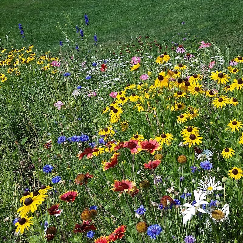 Northeast Select Wildflower Seed Mix - Image 10