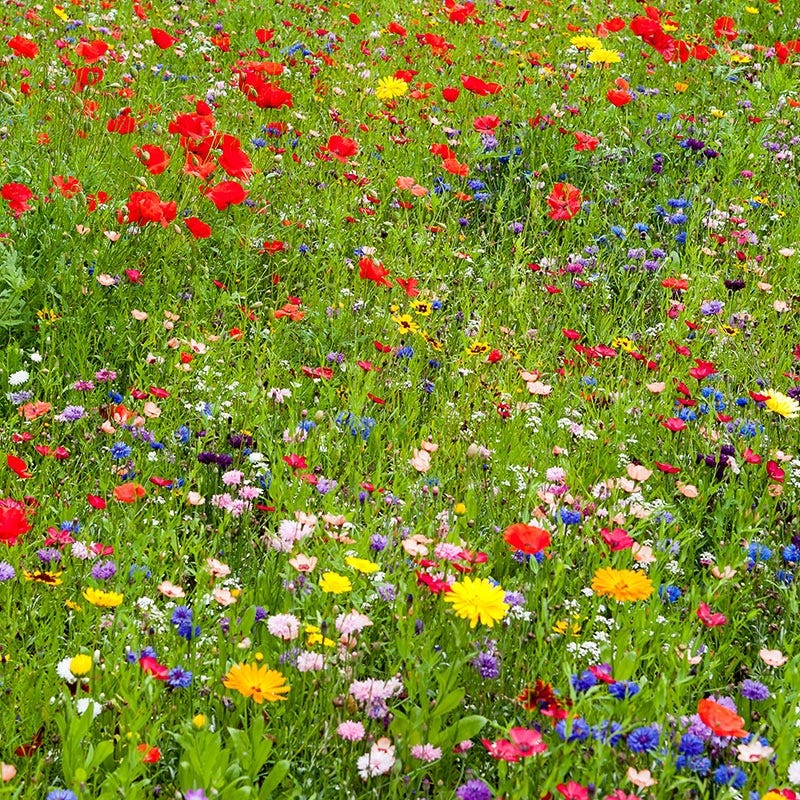 Northeast Select Wildflower Seed Mix - Image 2