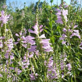 Hummingbird Essentials Native Seed Packet Set - Image 5