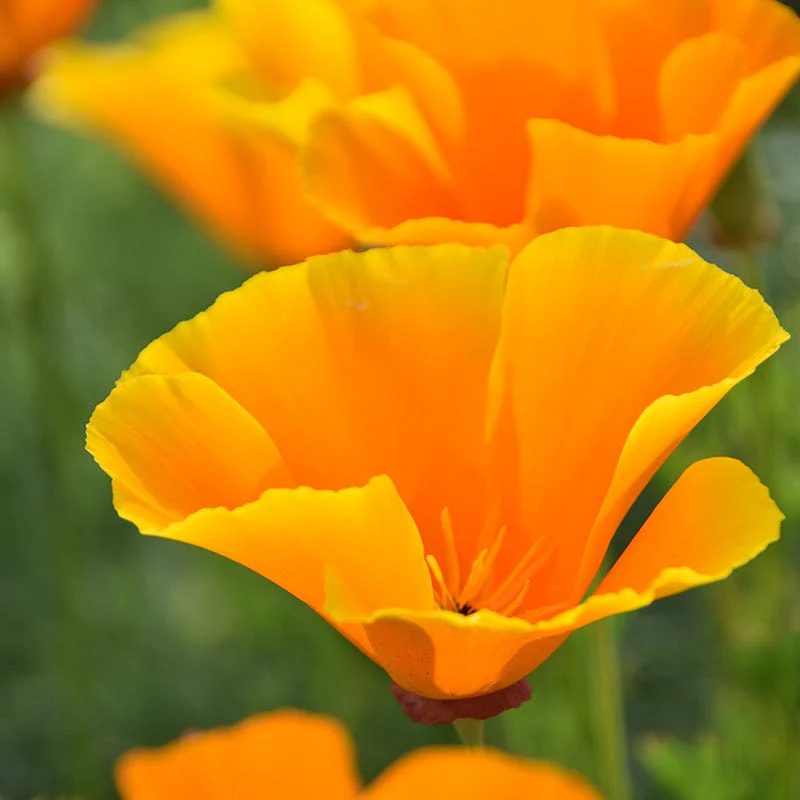 Orange Wildflower Seed Mix - Image 4