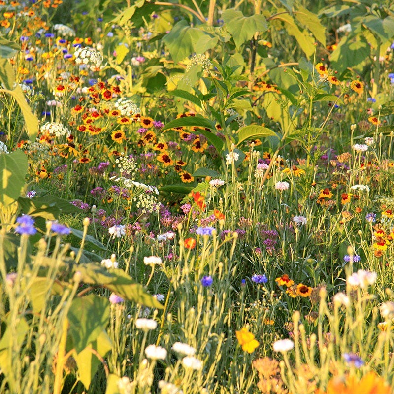 Oregon Select Wildflower Seed Mix - Image 2