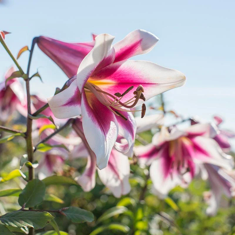 Fragrant Flower Pre-Planned Garden - Image 10