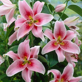 Mona Lisa Oriental Lily - Image 3