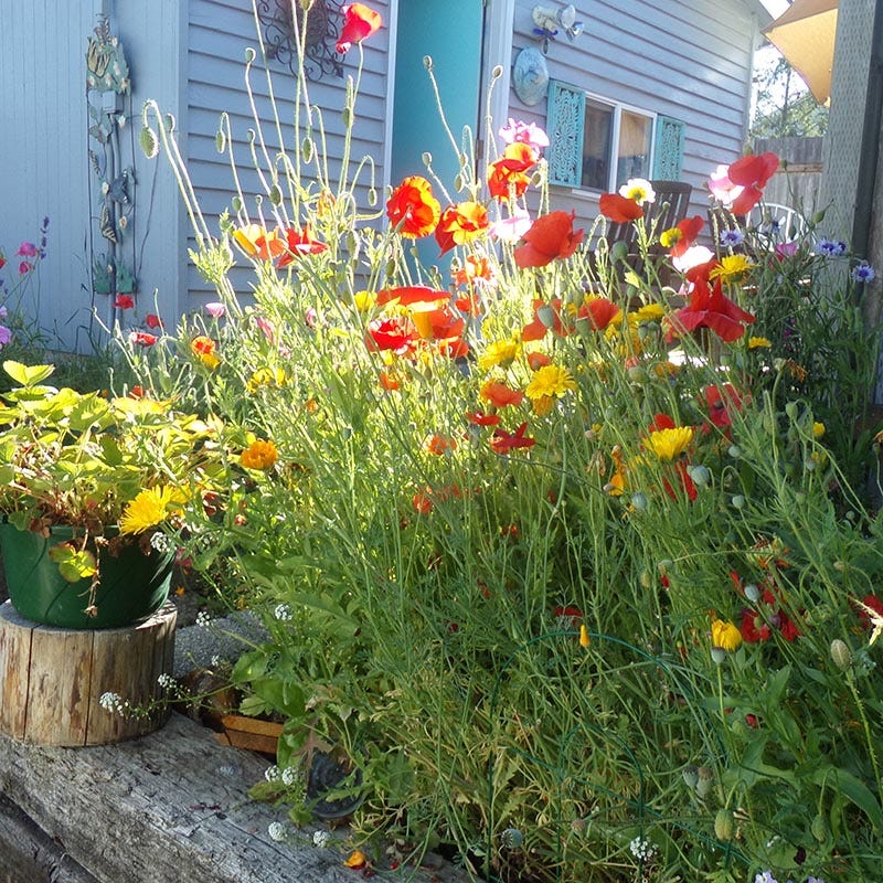 Pacific Northwest Select Wildflower Seed Mix - Image 10