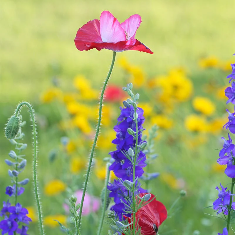 Pacific Northwest Select Wildflower Seed Mix - Image 7