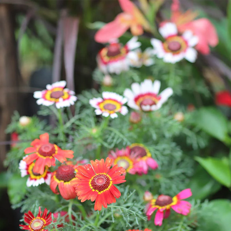 Painted Daisy Seeds - Image 4