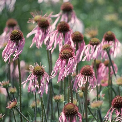 Pale Coneflower Seeds - Image 2