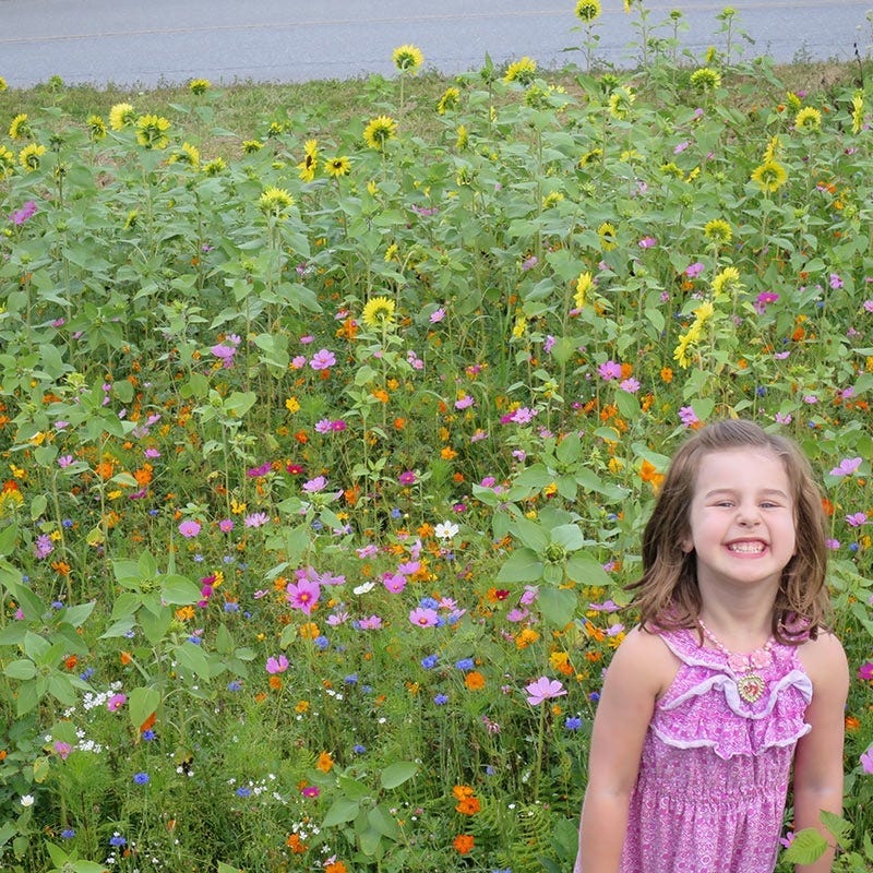 Pennsylvania Select Wildflower Seed Mix - Image 2