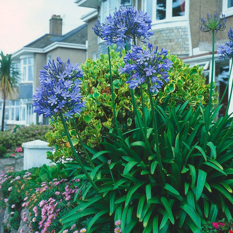 African Lily - Image 2